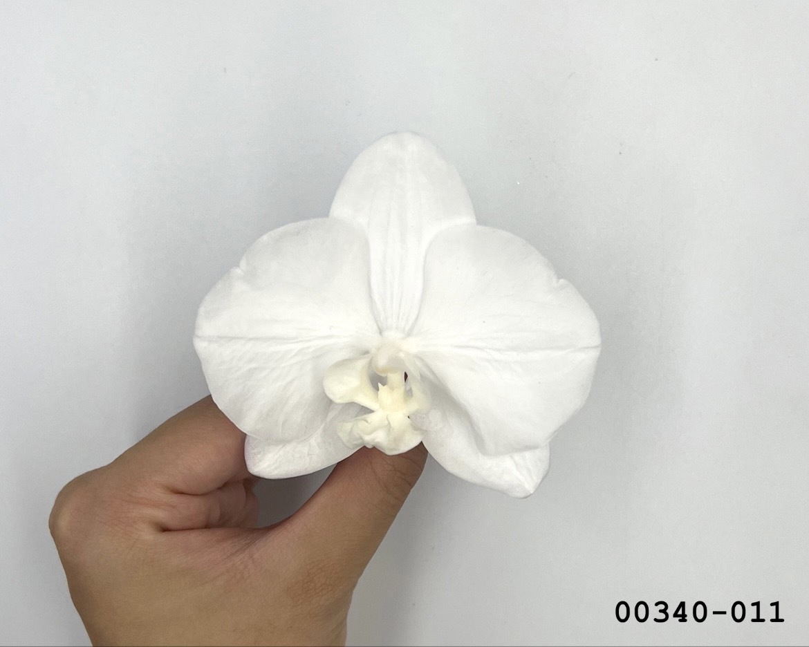 日本不凋蝴蝶蘭 00340-001