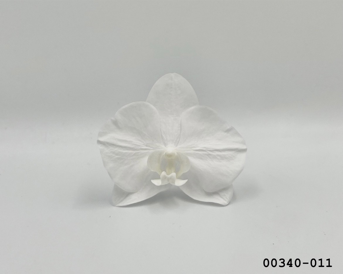 日本不凋蝴蝶蘭 00340-001