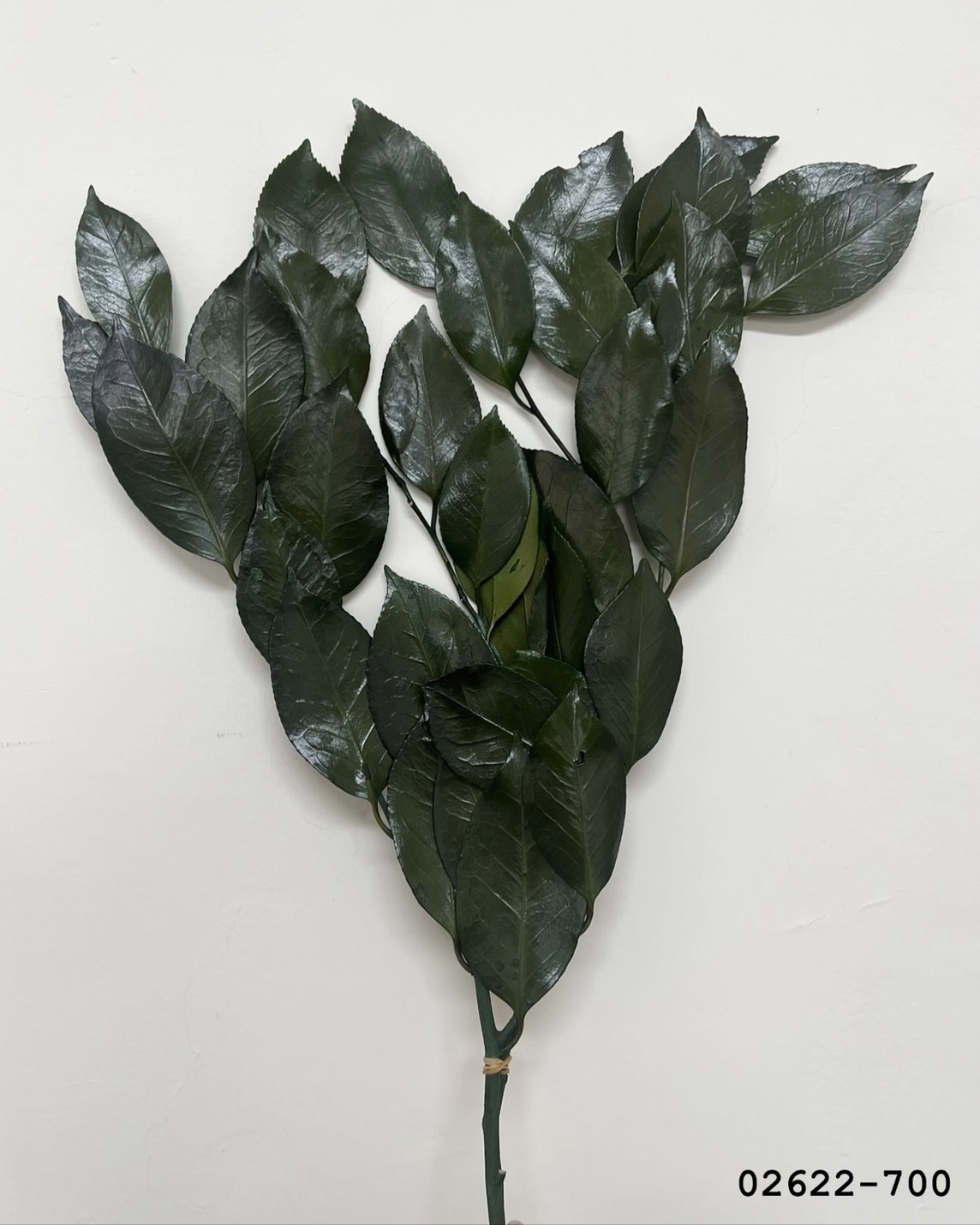 不凋茶花葉 02622-700