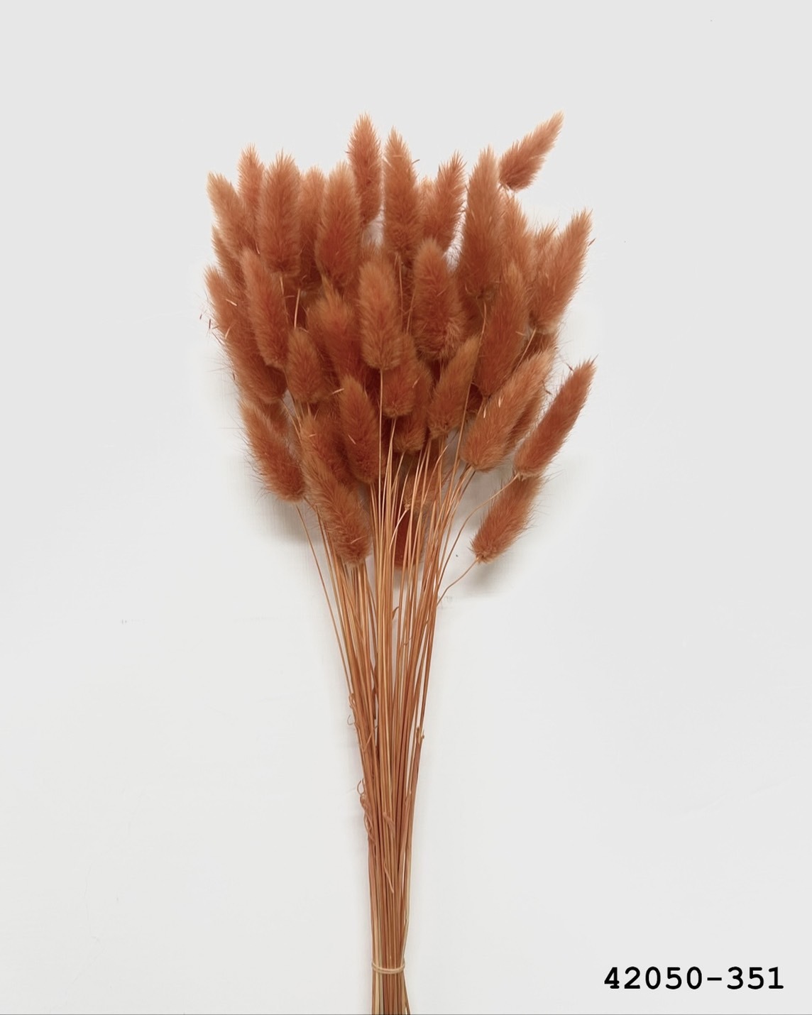 日本乾燥兔尾草 42050-351