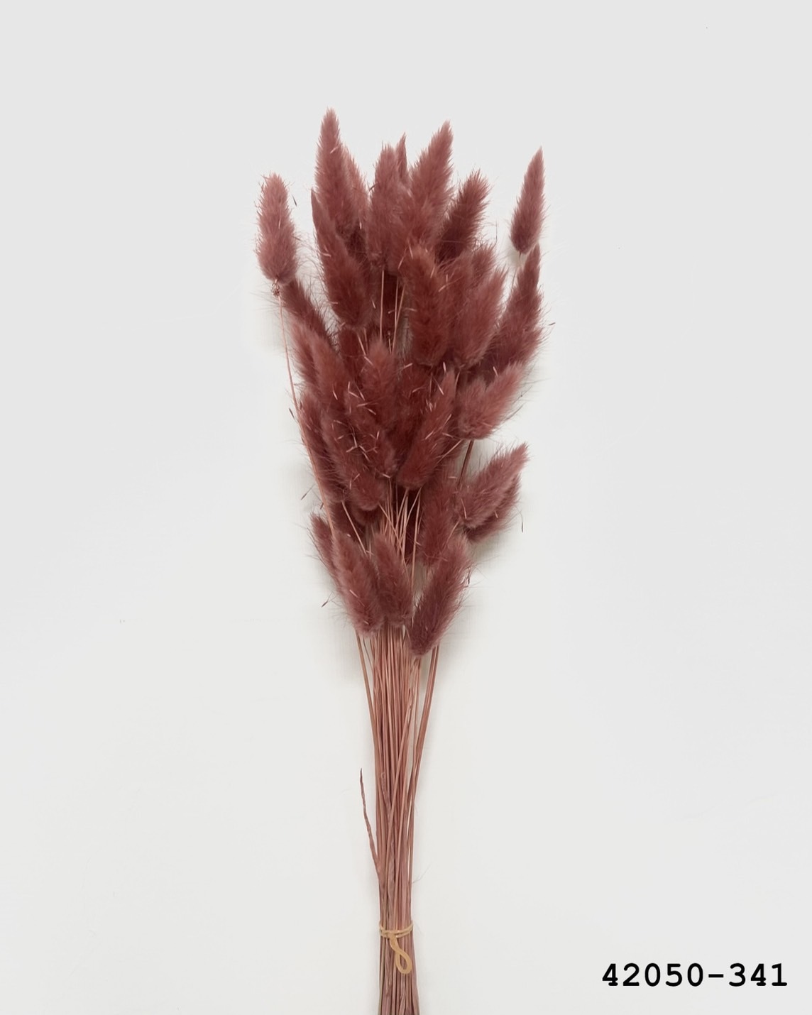 日本乾燥兔尾草 42050-341