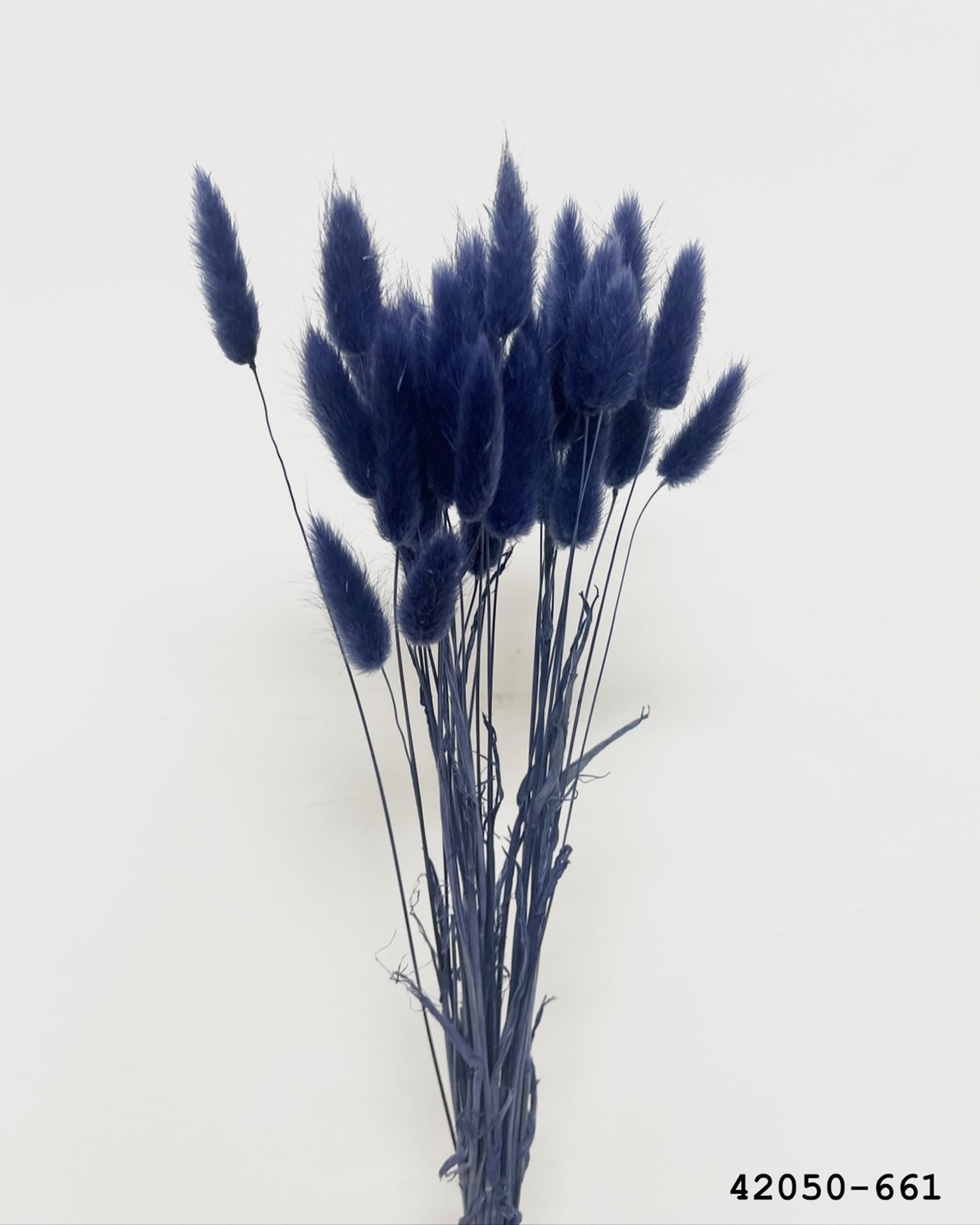 日本乾燥兔尾草 42050-661