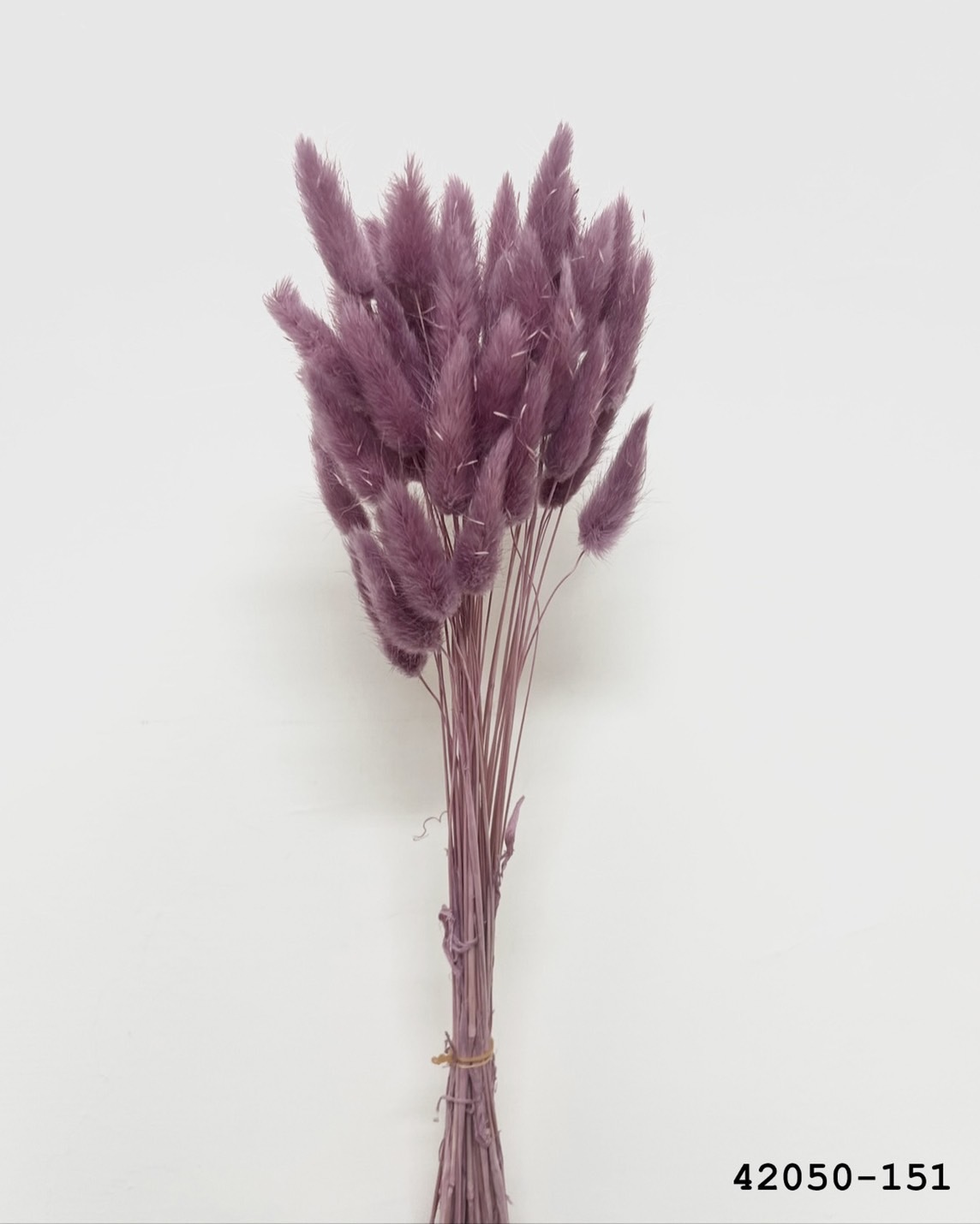 日本乾燥兔尾草 42050-151