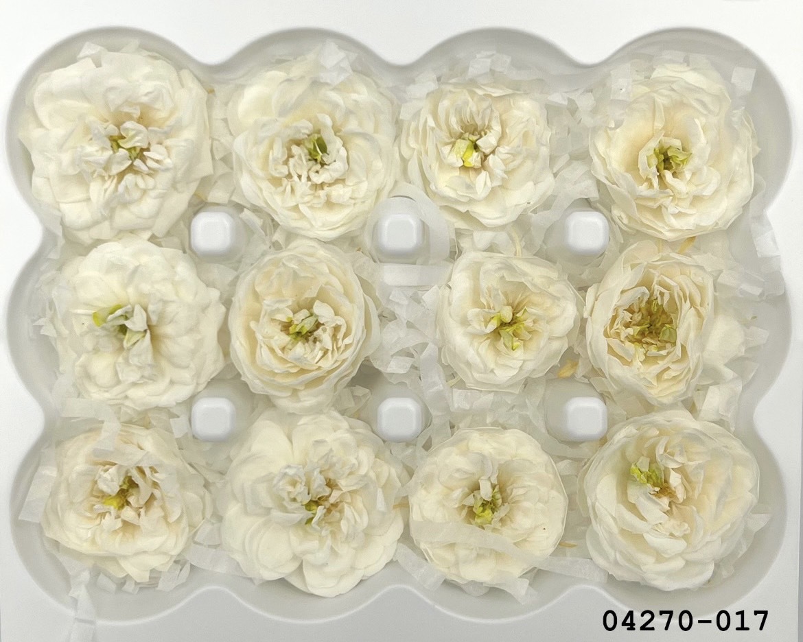 不凋重辦薔薇玫瑰 (12朵) 04270-017