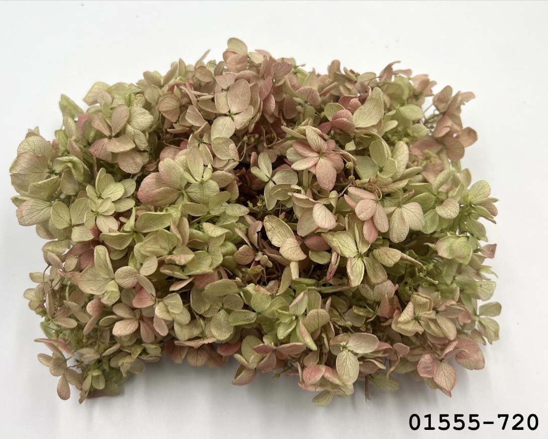 日本不凋中葉繡球(散裝) 01555-720