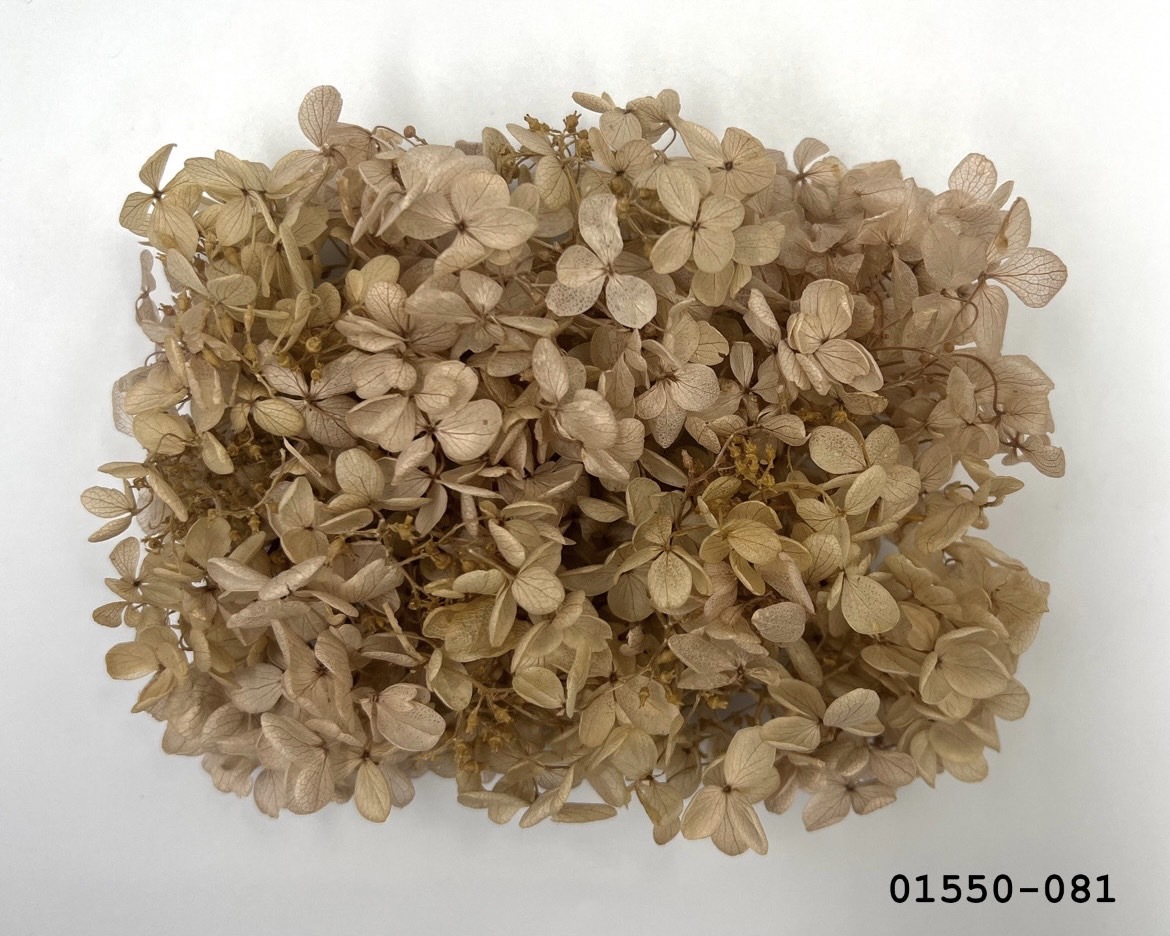 不凋中葉繡球 01550-081