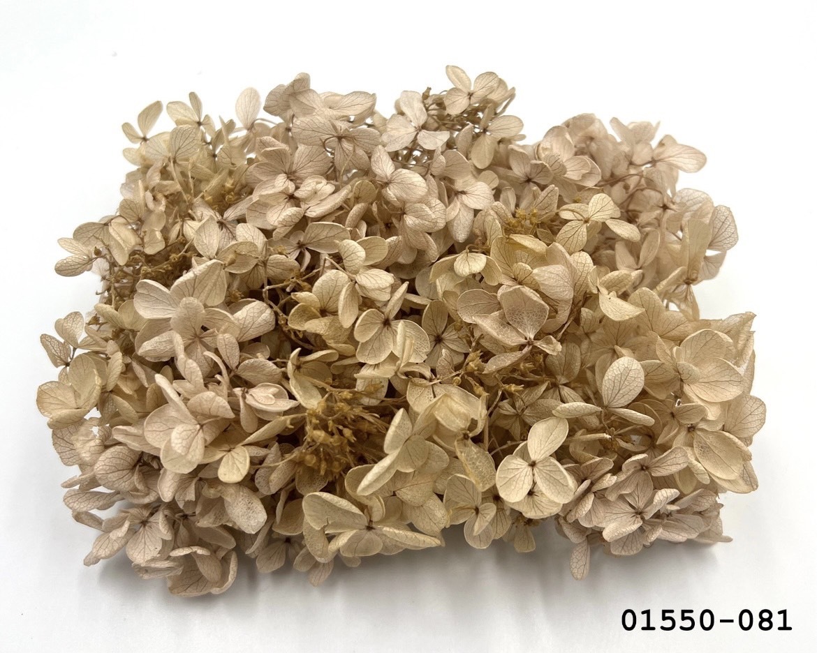 不凋中葉繡球 01550-081