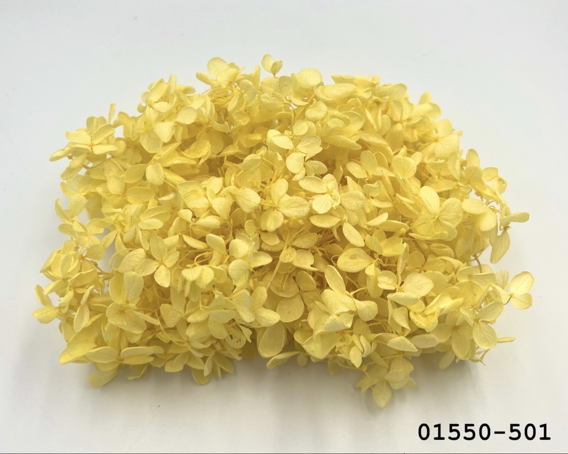 不凋中葉繡球 01550-501