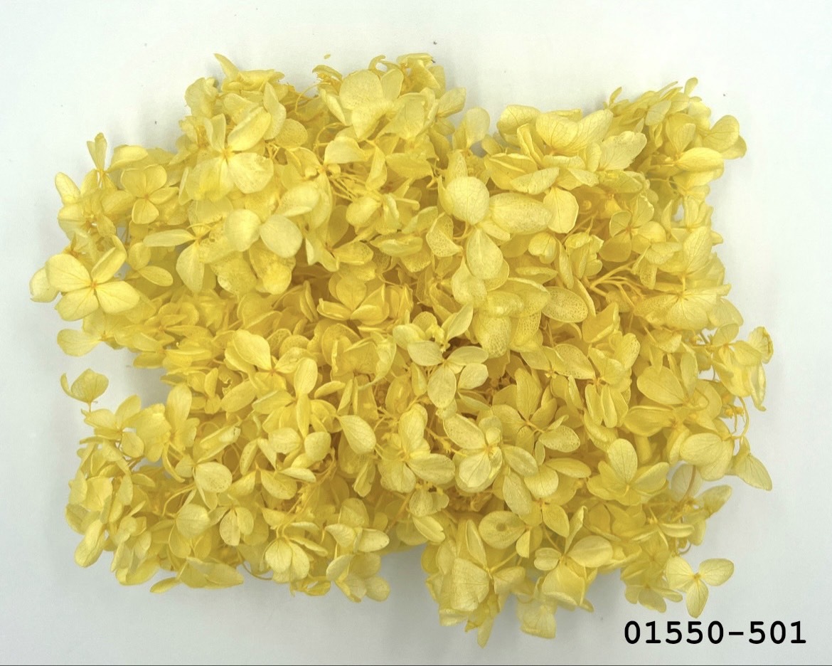 不凋中葉繡球 01550-501