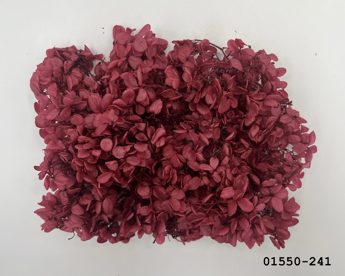 不凋中葉繡球 01550-241