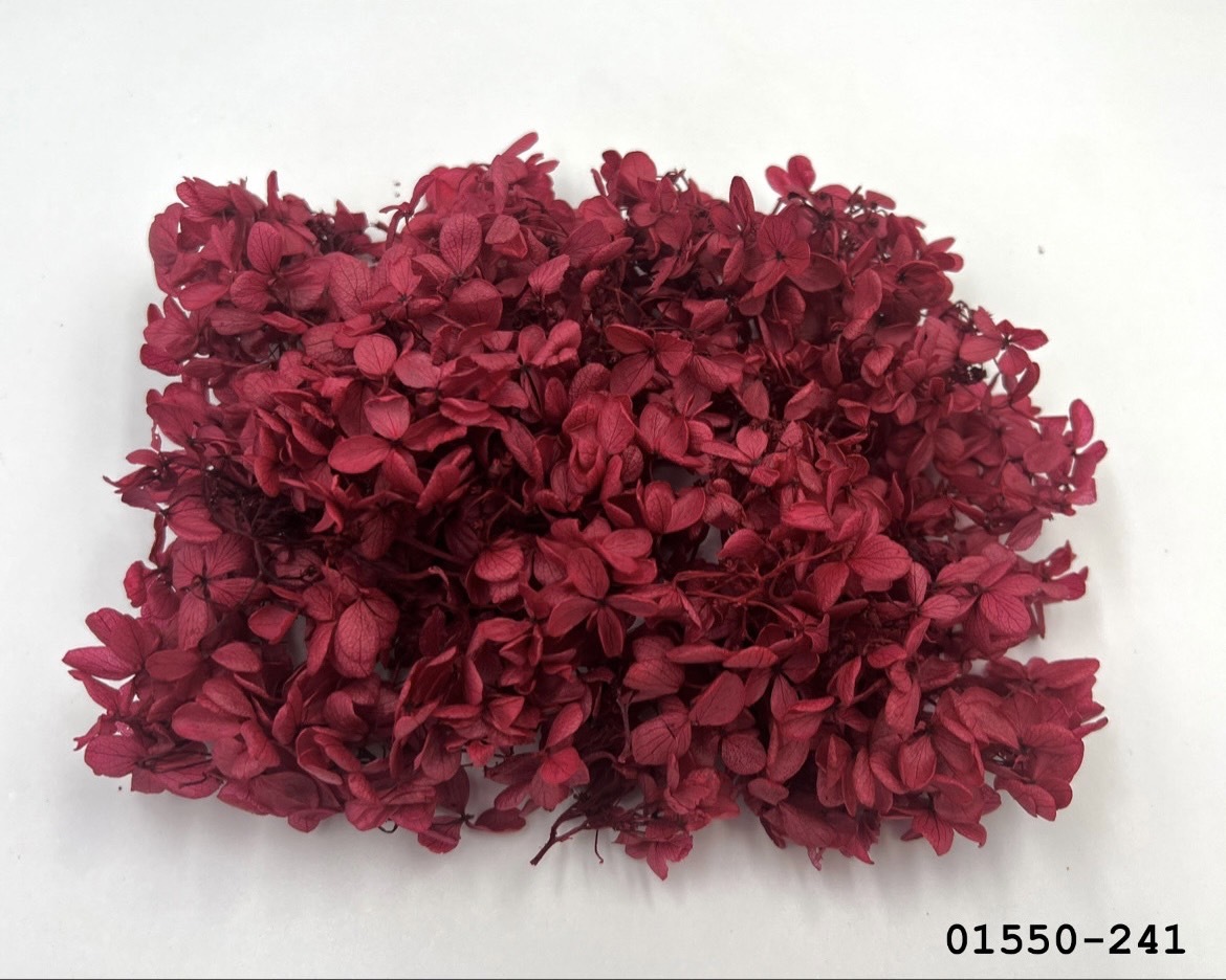 不凋中葉繡球 01550-241