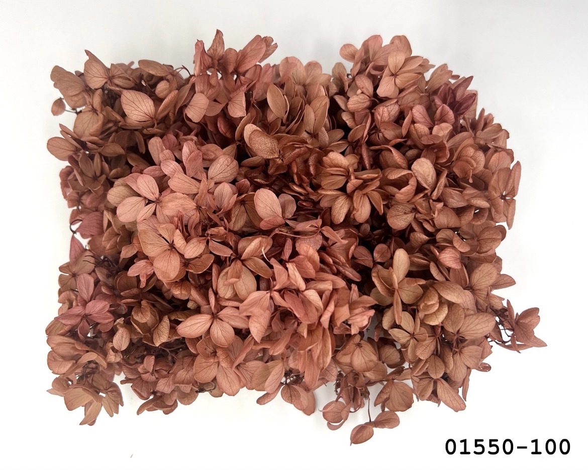 不凋中葉繡球 01550-100