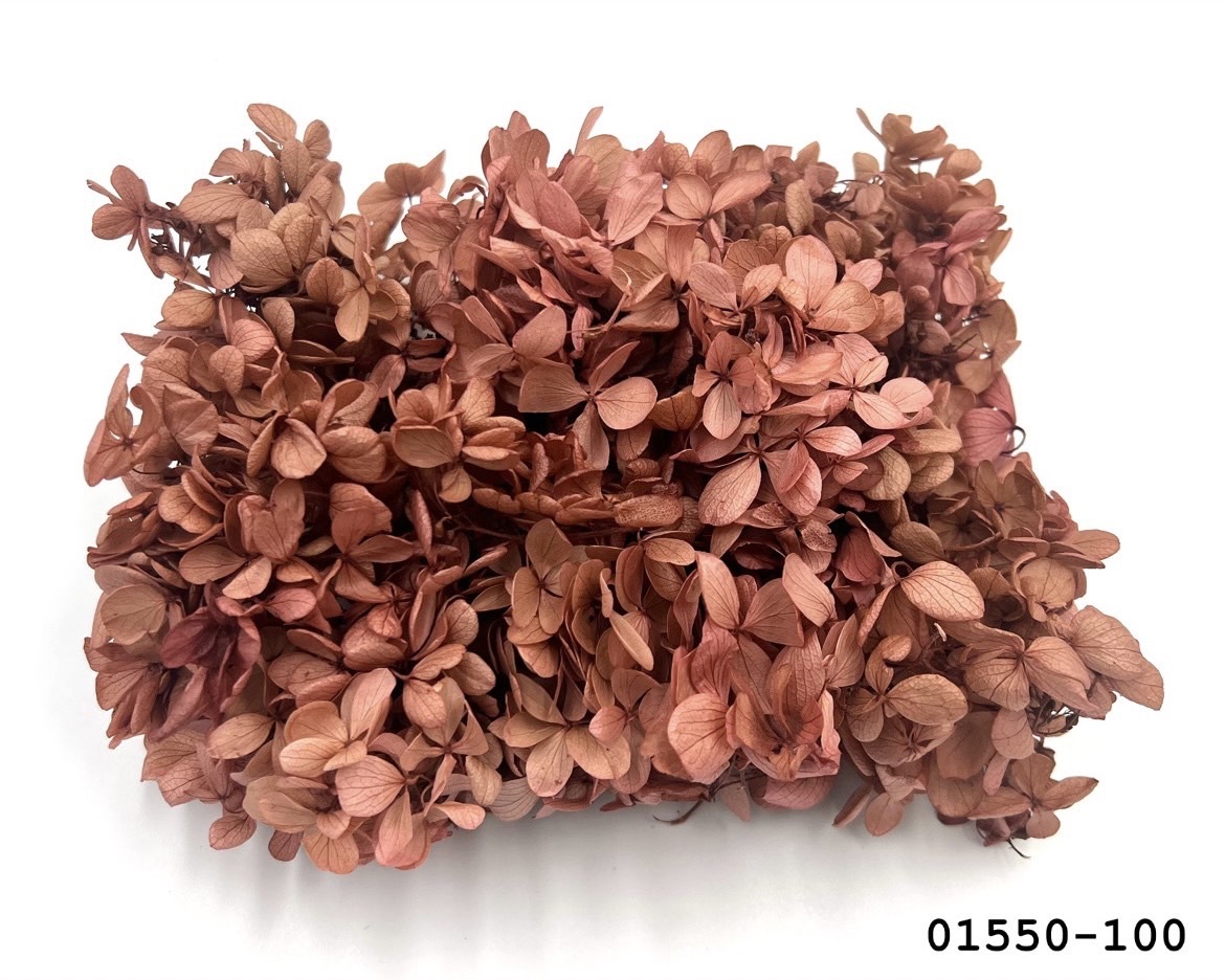 不凋中葉繡球 01550-100