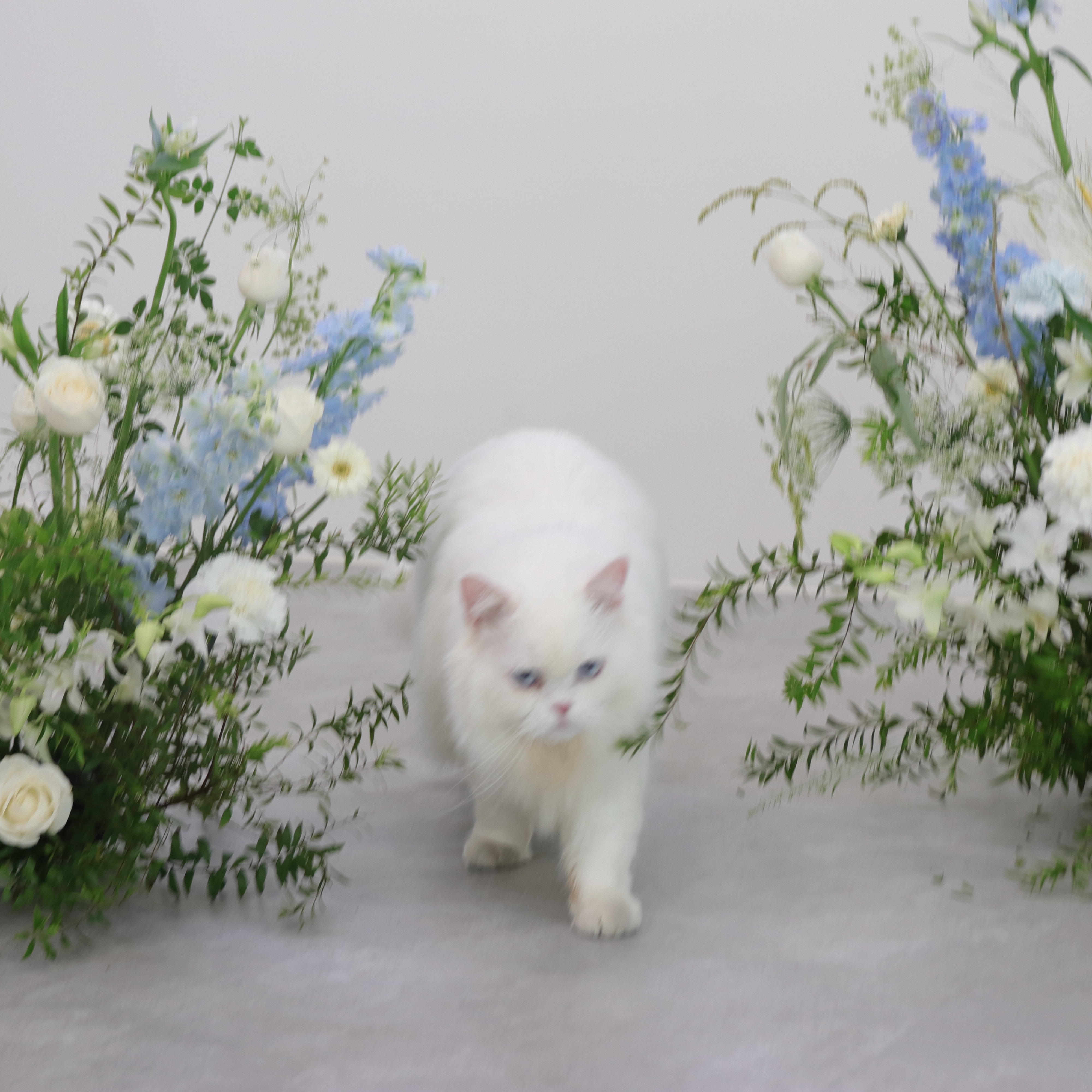 Wedding Deco -婚紗棚拍白藍色系地上花佈置