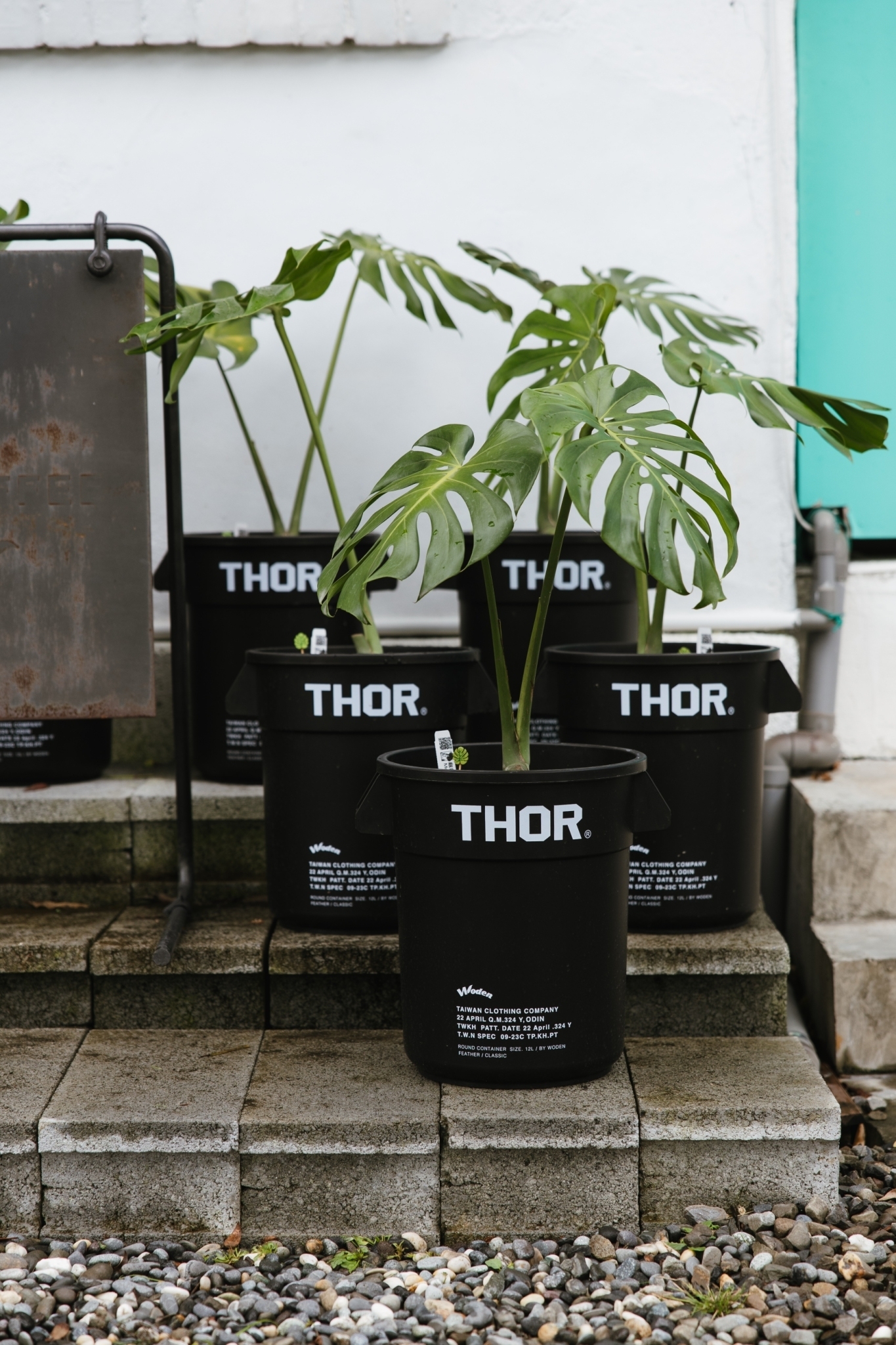 WODEN x THOR 聯名桶龜背芋