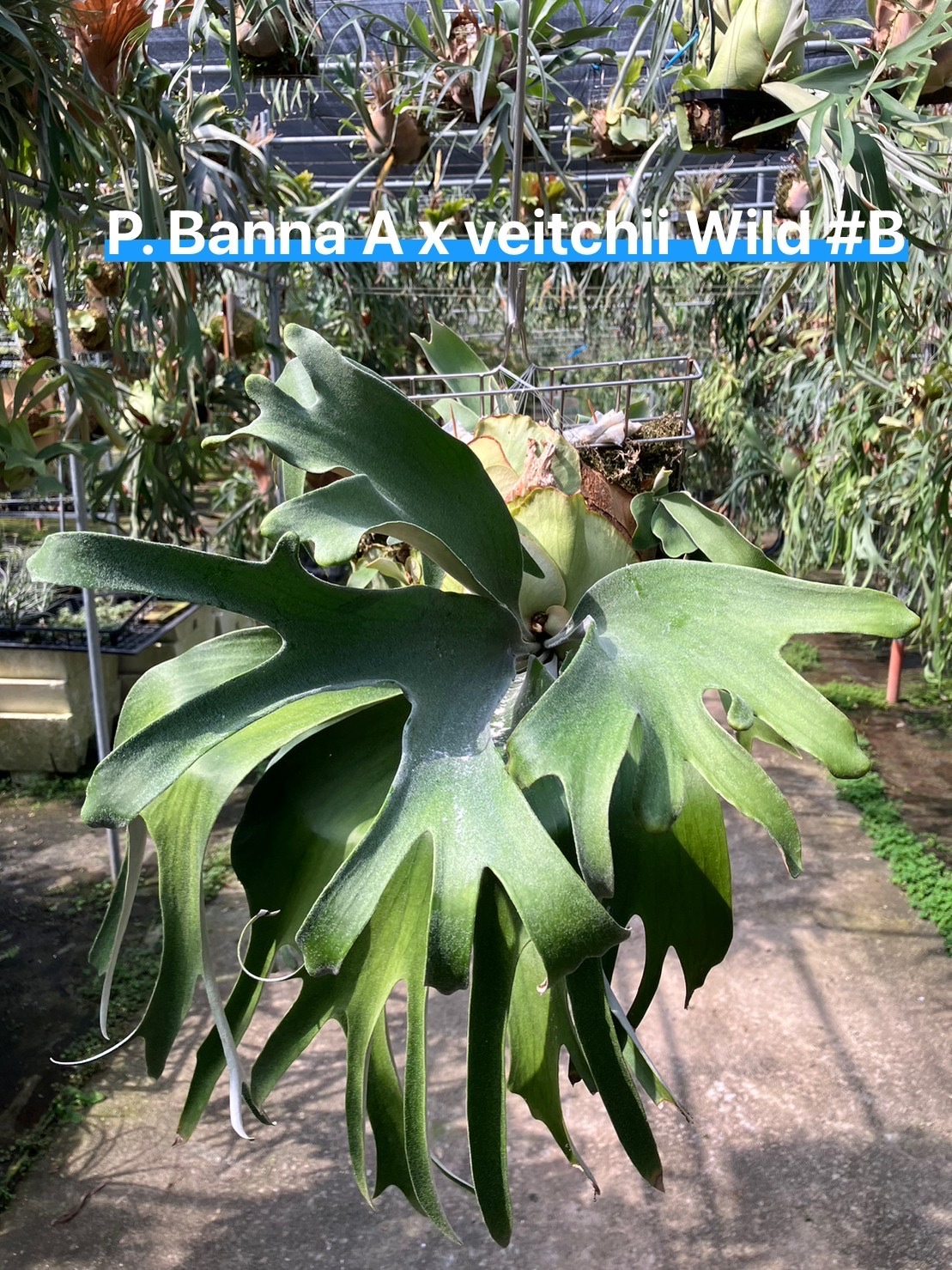 P.Banna A x veitchii Wild#B
