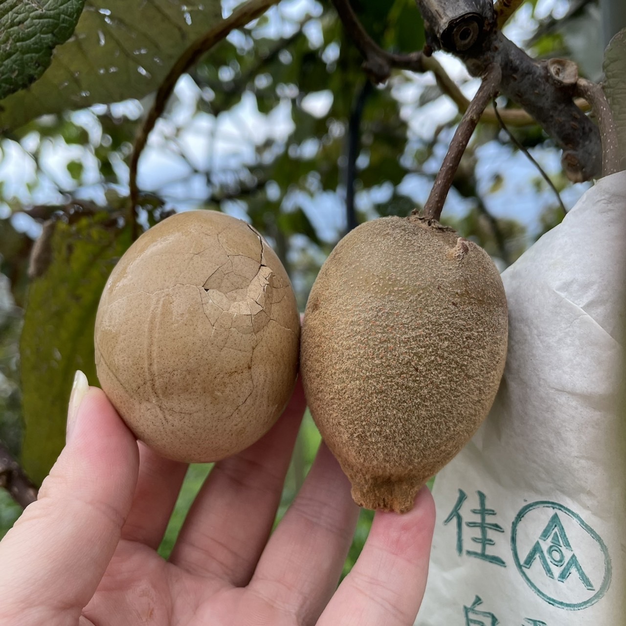 【台灣奇異果】產季9月~10月