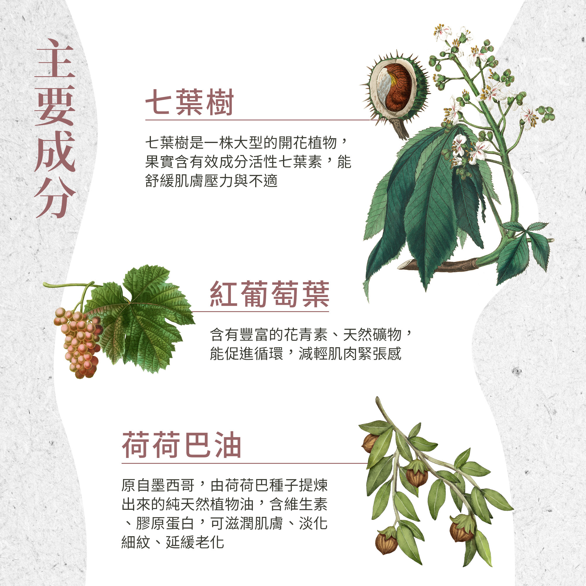 七葉樹藤葉軟膏