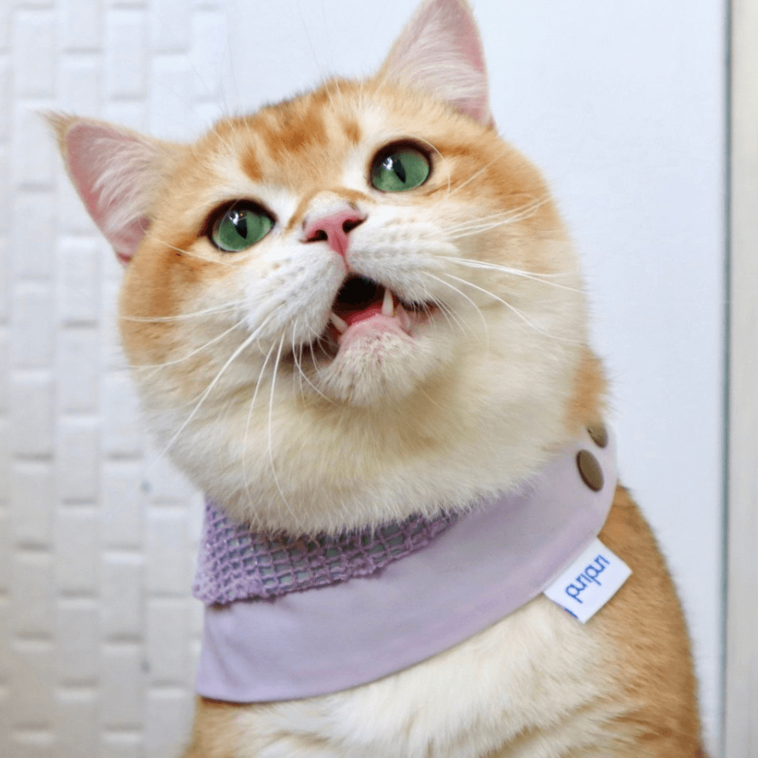 寵物領巾, 狗狗領巾, 貓咪領巾, 貓領巾, 狗領巾