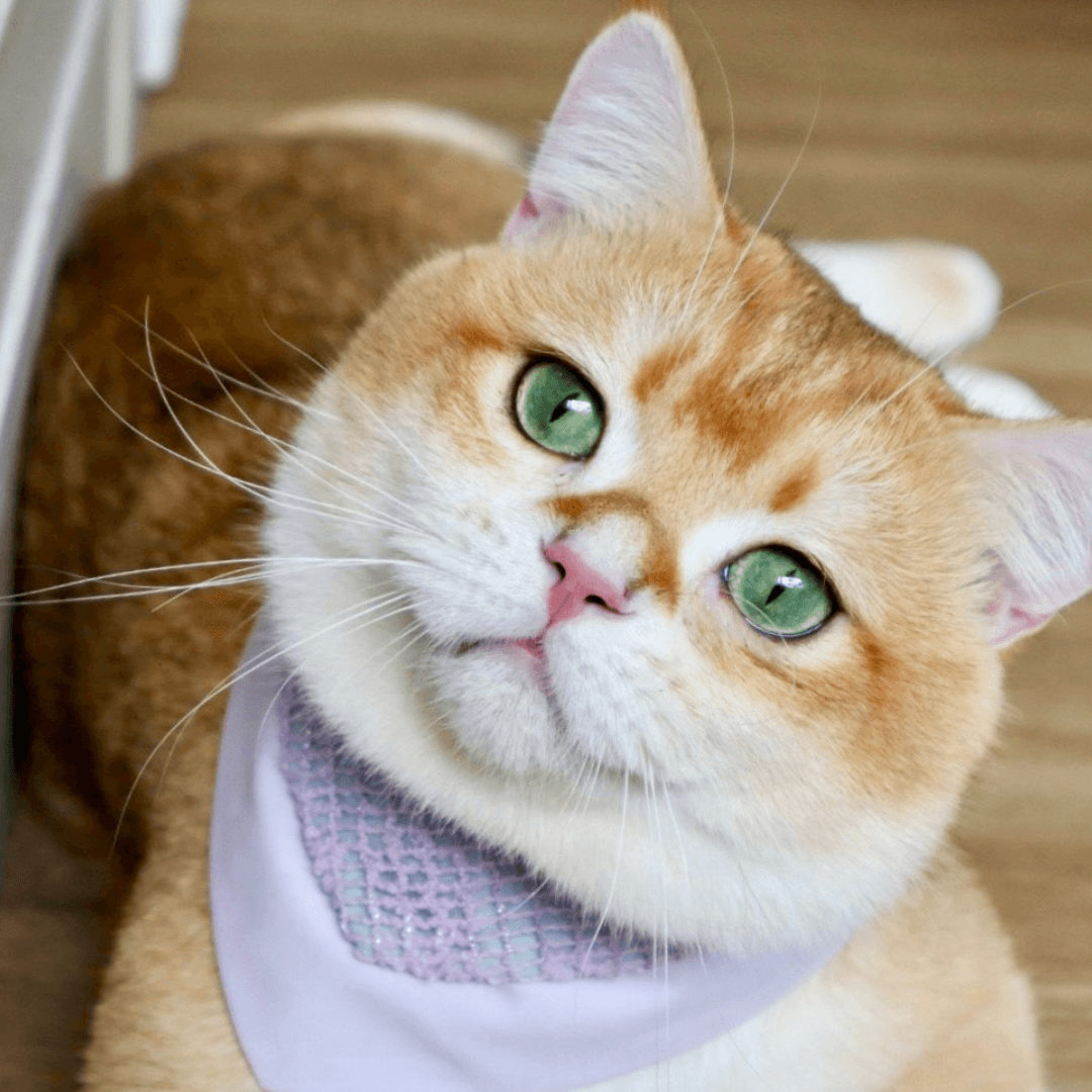 寵物領巾, 狗狗領巾, 貓咪領巾, 貓領巾, 狗領巾