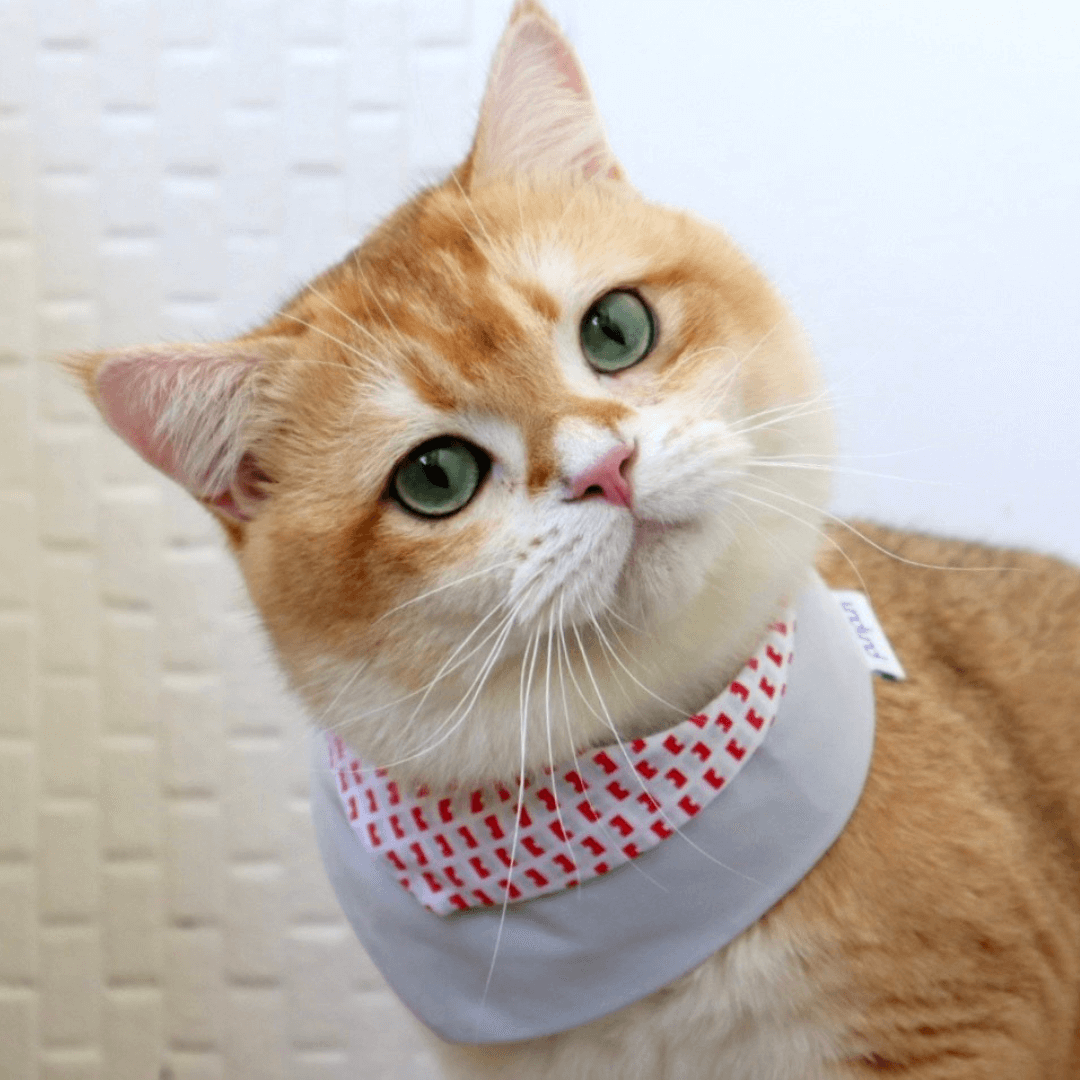 PuriPuri® 寵物領巾 - 疊疊積木