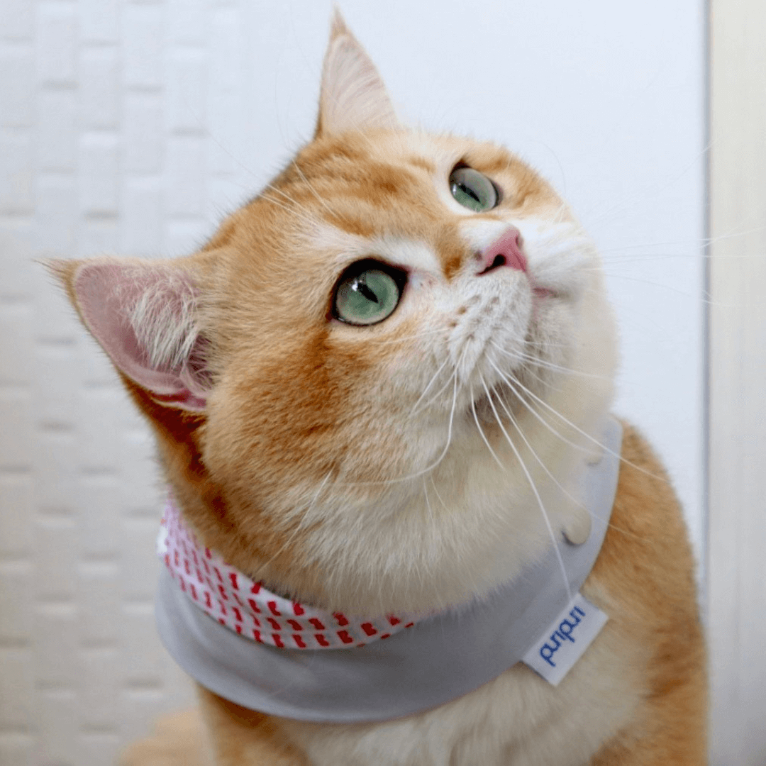 寵物領巾, 狗狗領巾, 貓咪領巾, 貓領巾, 狗領巾