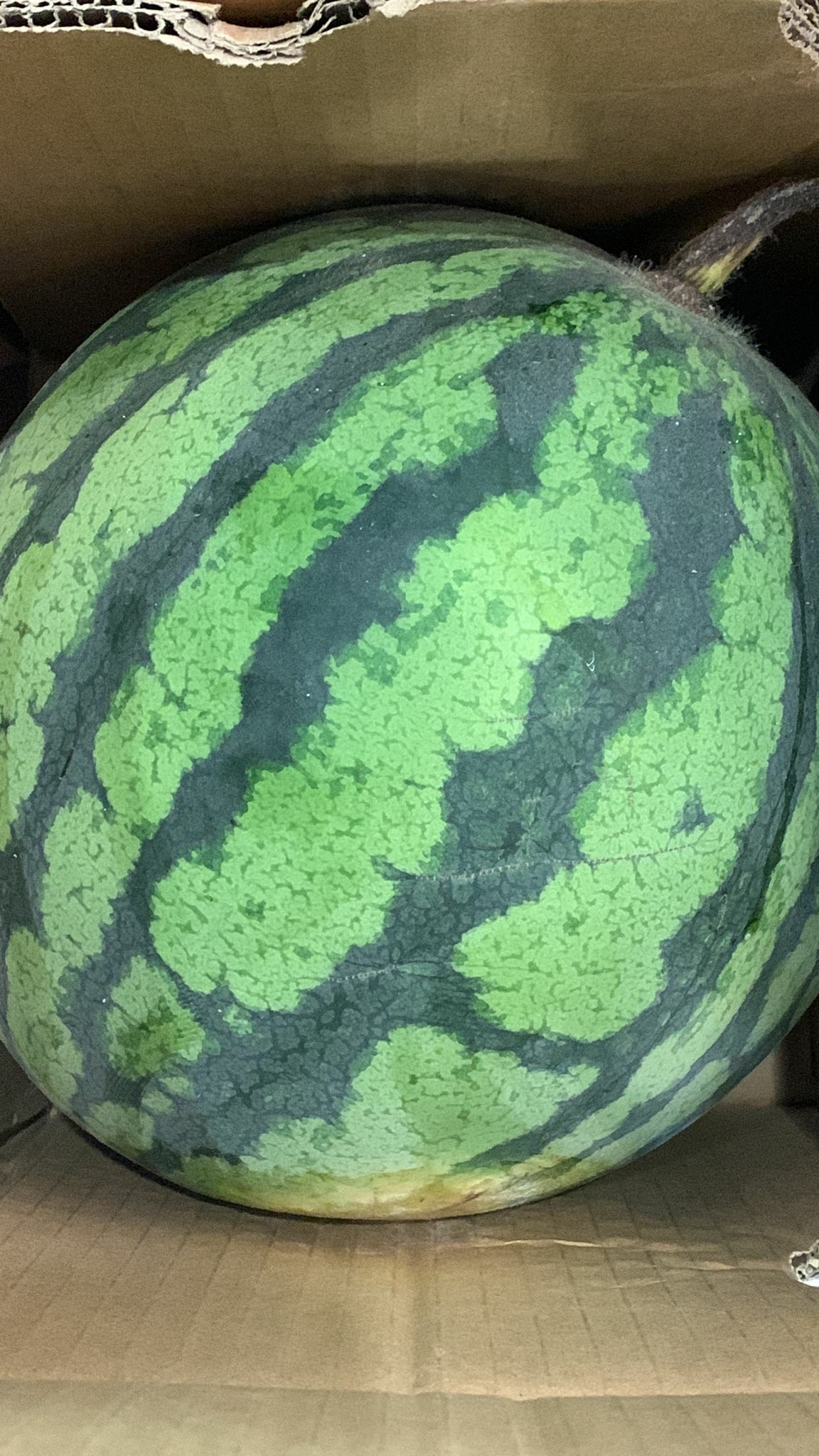 Bless-fruit-中國大陸無籽西瓜