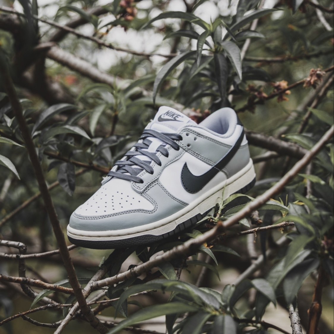 【Focus Store】預購 Nike Dunk Low "Light Smoke Grey" 灰白 女款 DD1503-117