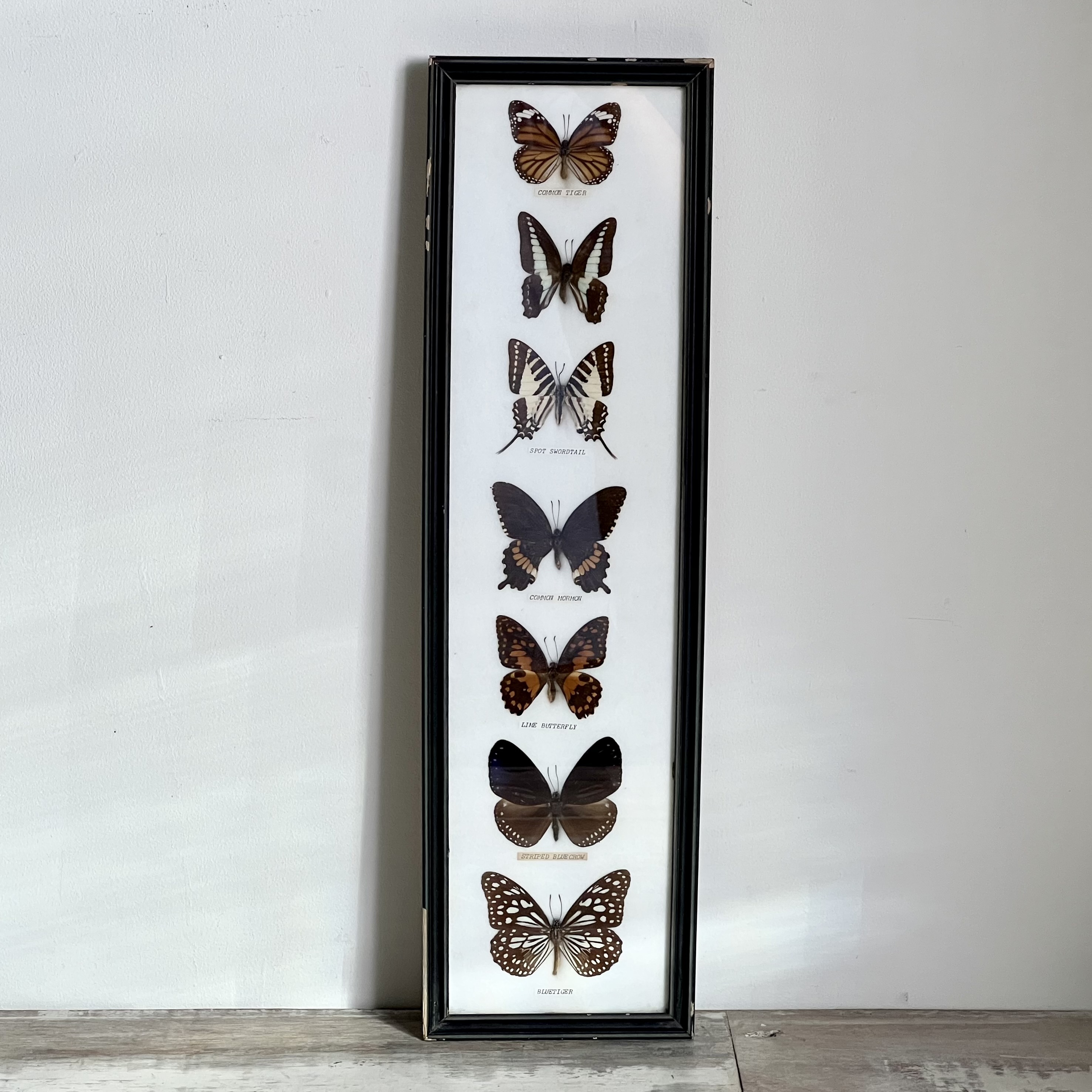 蝴蝶標本長方形黑框