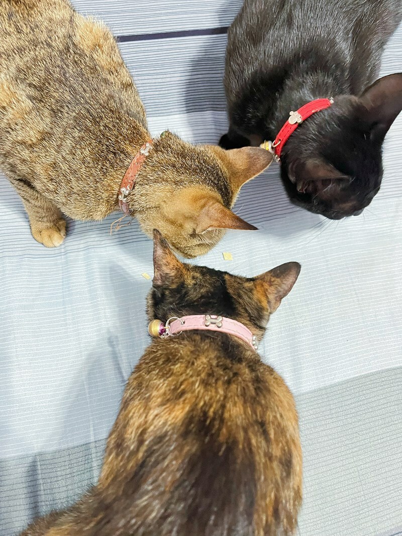三隻貓咪一起吃嬌寵醫生的魚油
