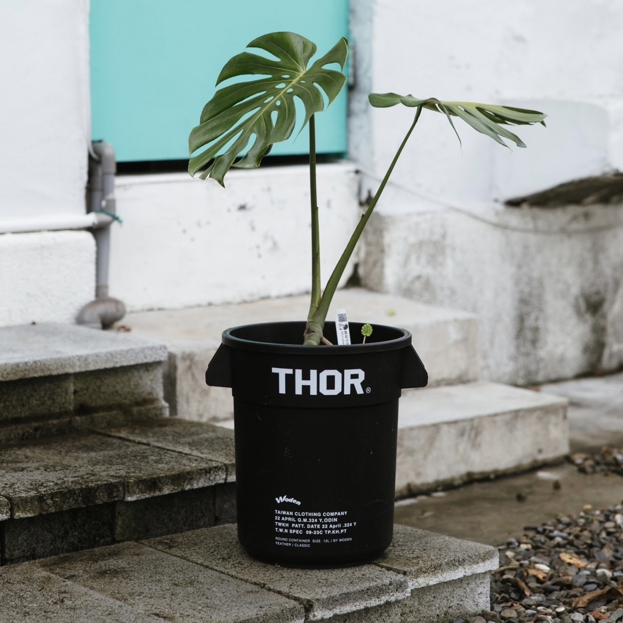 WODEN x THOR 聯名桶龜背芋