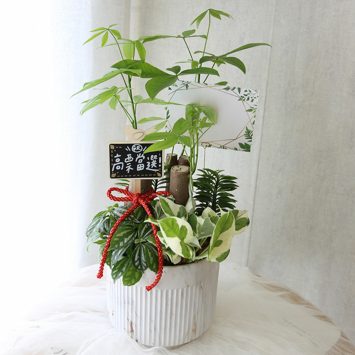 PD162｜發財樹組盆