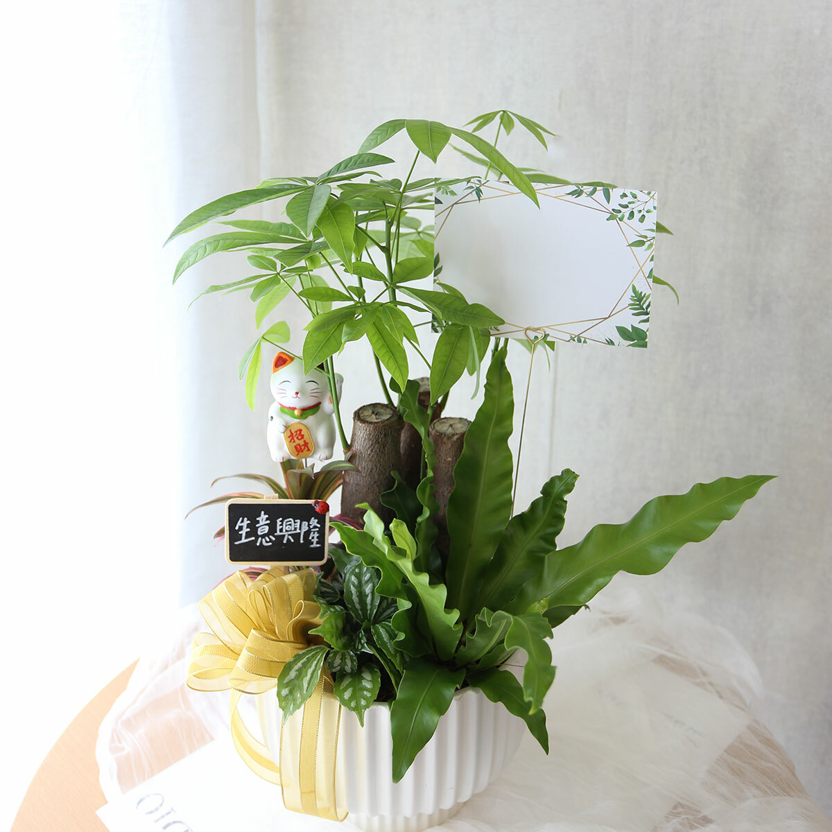 PD163｜馬拉巴栗植栽組盆