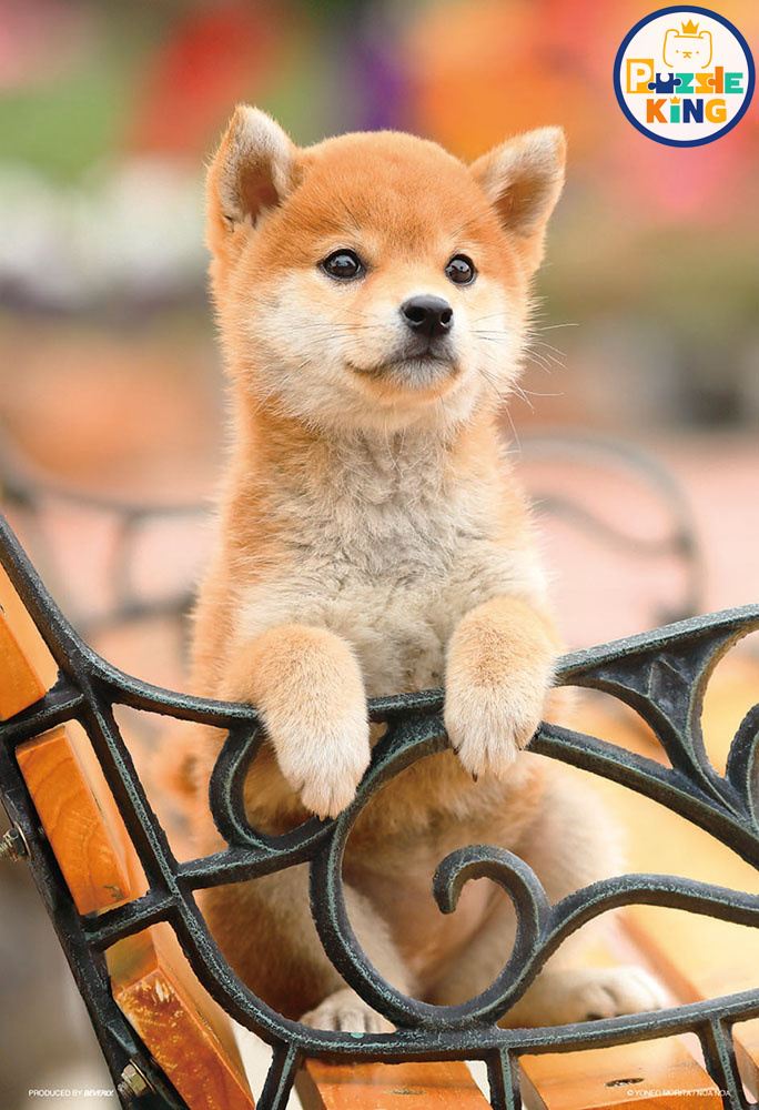 柴柴-我會在板凳上等你