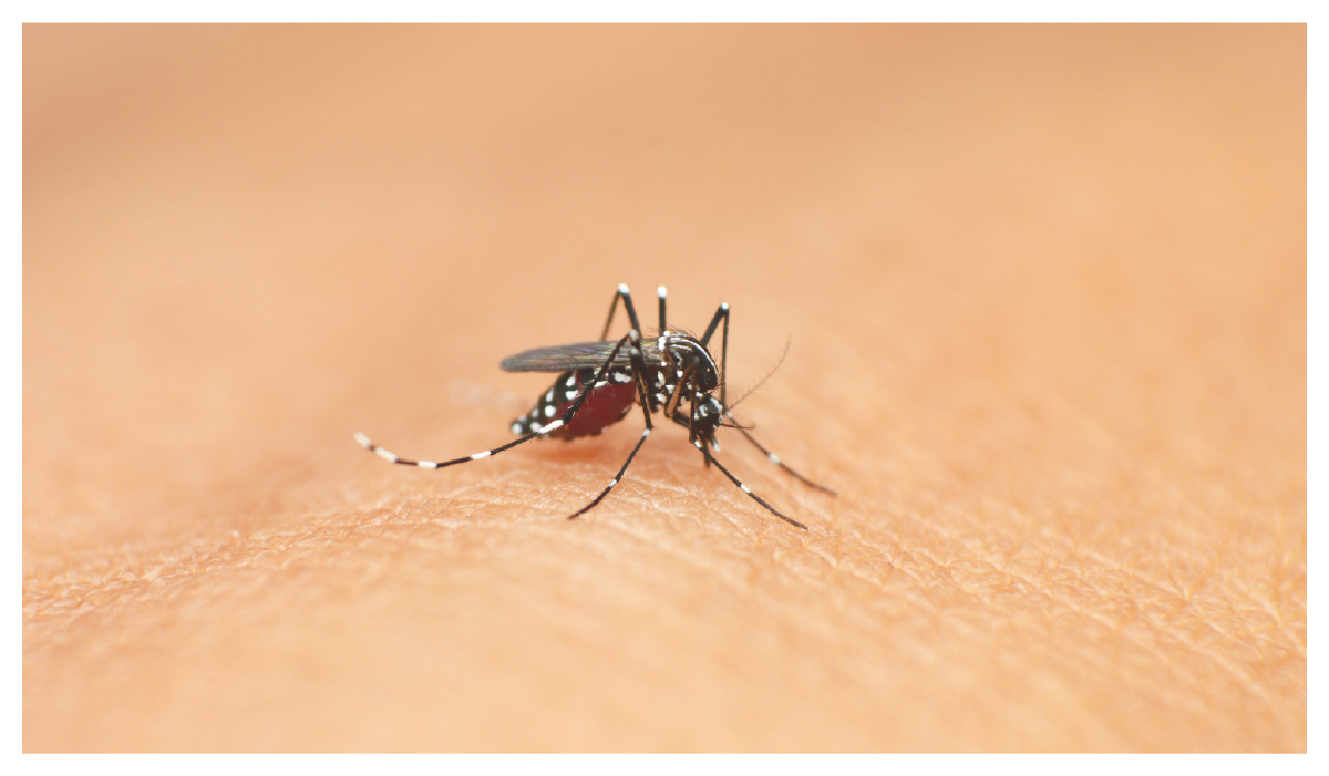 蚊子正在吸人的血,登革熱