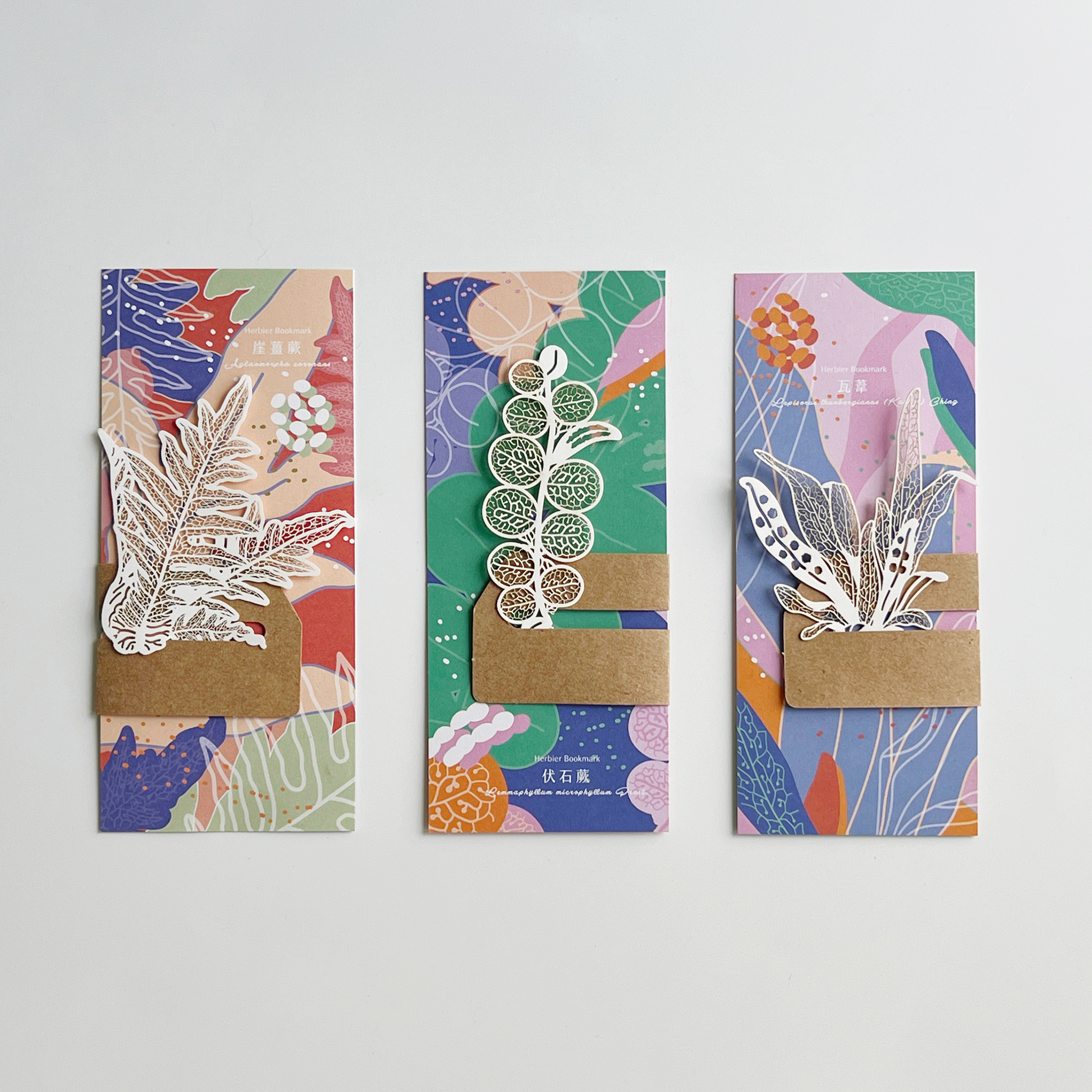 台灣 只有蕨｜蕨類標本紙雕4.0