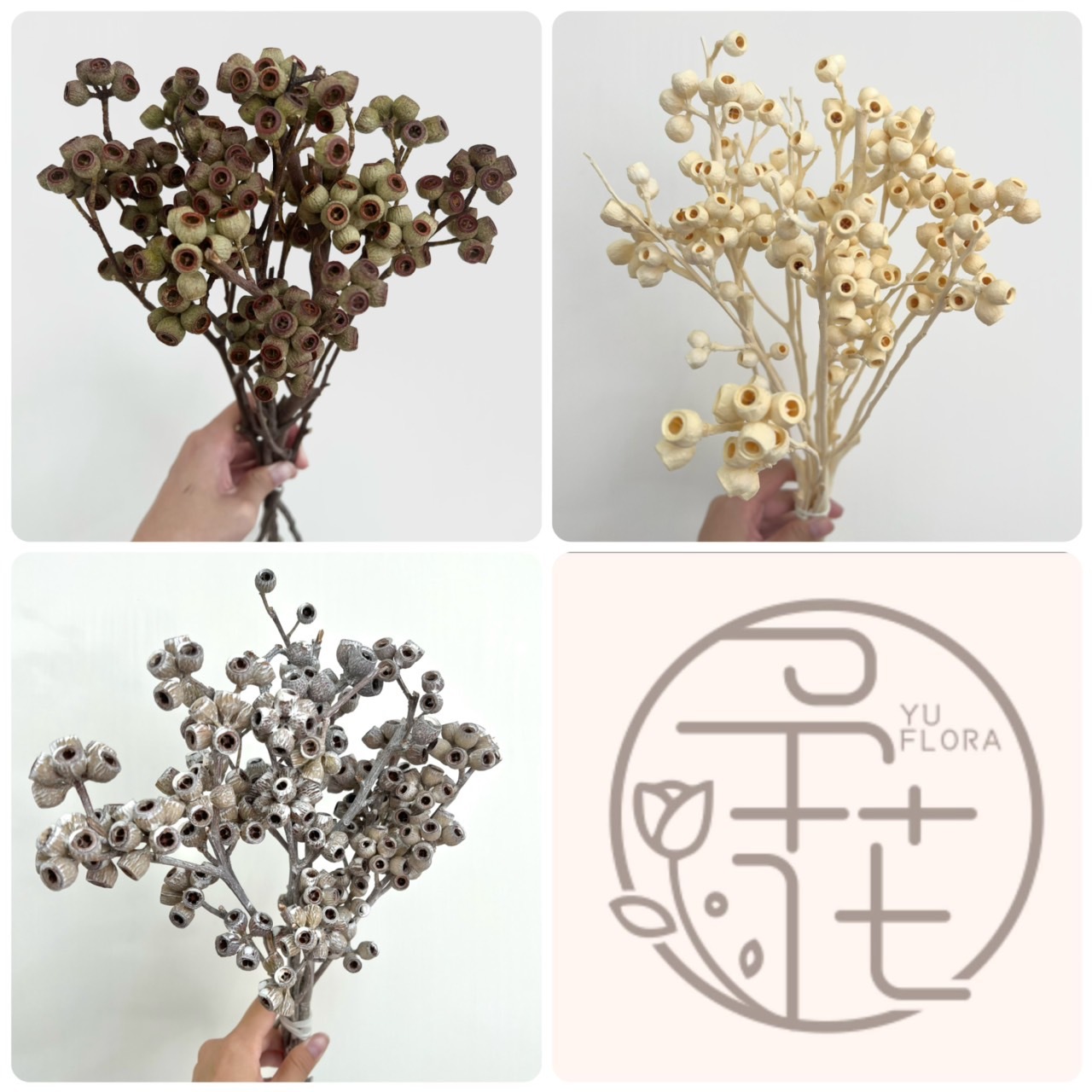 南非乾燥琥珀果