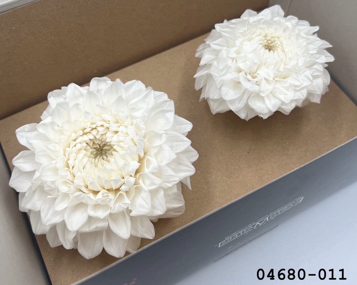 日本不凋大理花(2朵/盒) 04680-011