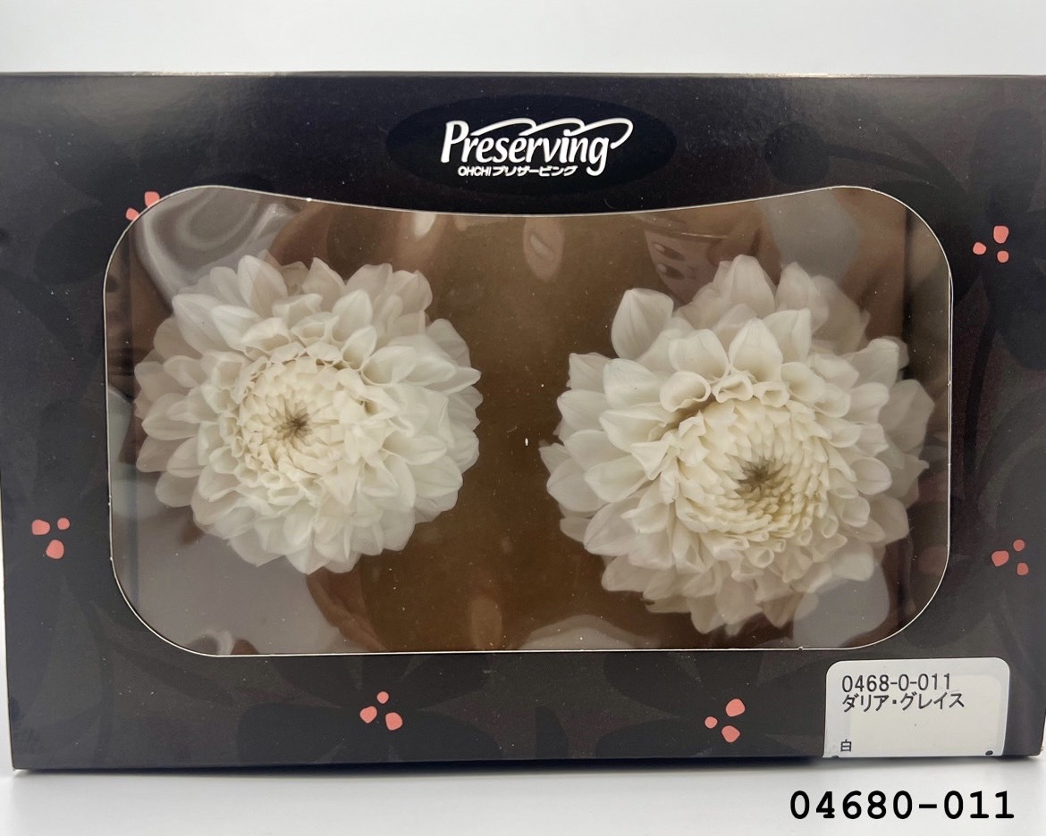 日本不凋大理花(2朵/盒) 04680-011
