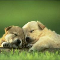 预购-无规格-001