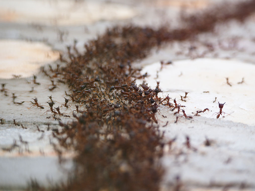 夏天螞蟻很多怎麼辦？天氣太熱螞蟻怎麼驅趕？居家驅蟻四大招！