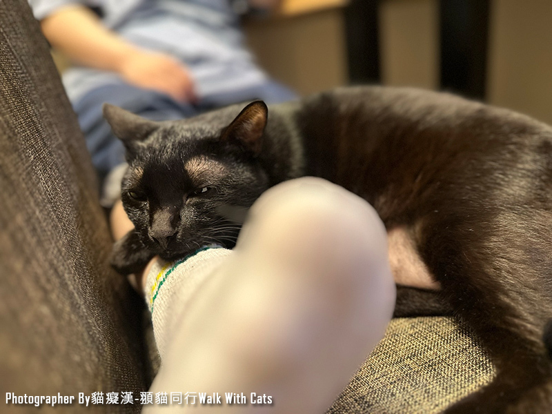 黑貓躺在主人的腿上