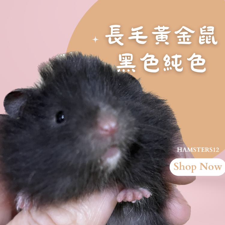 hamsters12