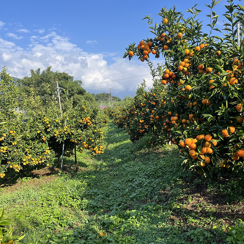 【佛利蒙柑橘】產季9月~10月