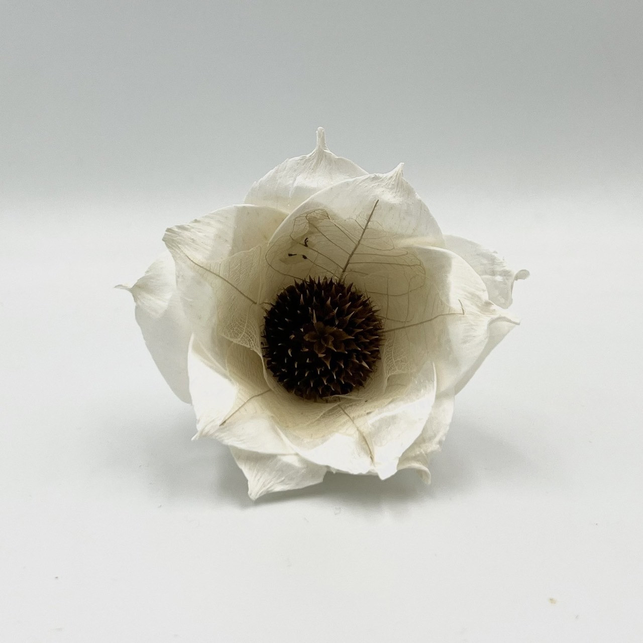 泰國索拉花 葉脈梔子花 6CM <十支一把> (高品質)