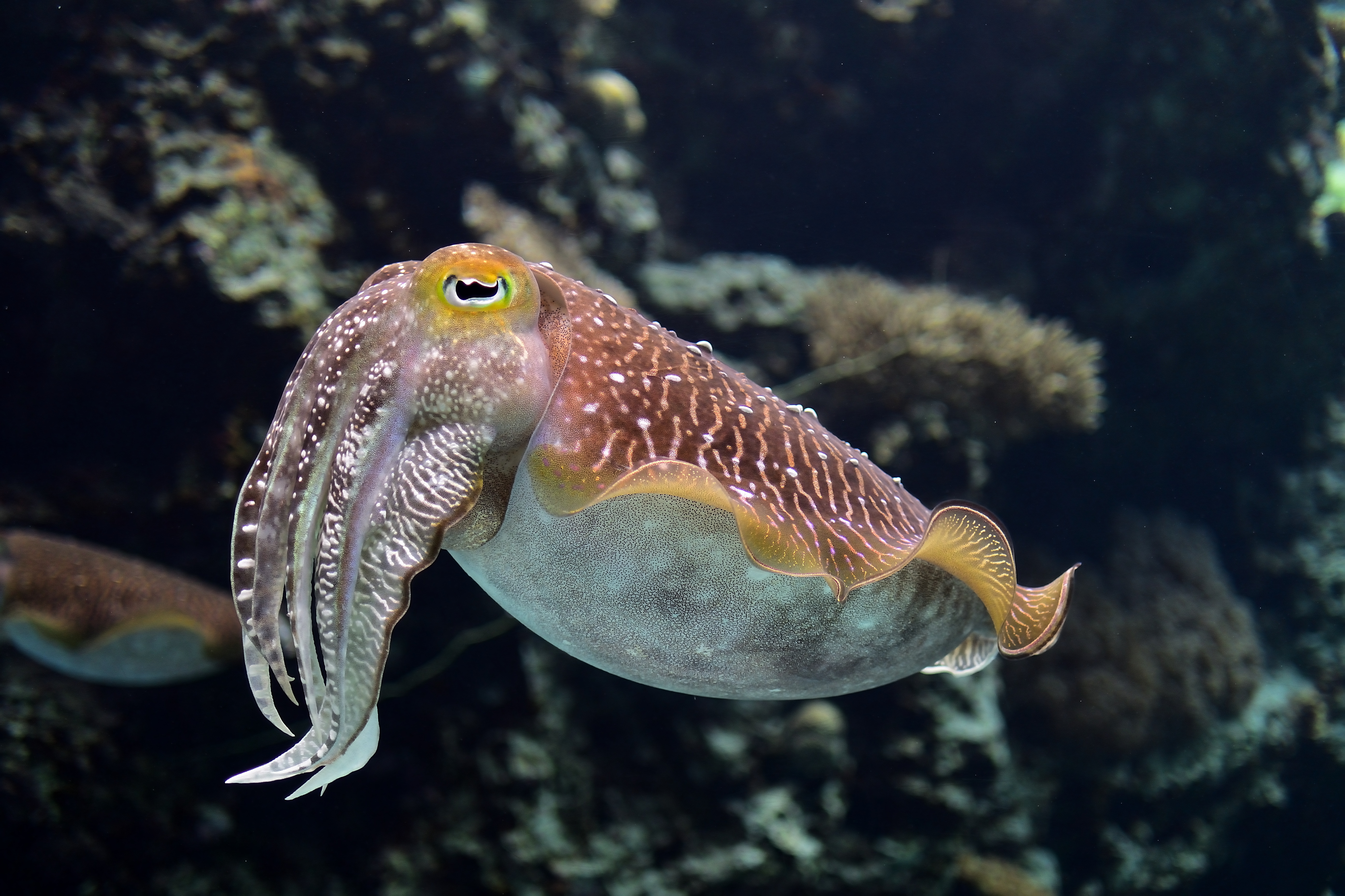 本地養殖墨魚 (煮食用)  (170g-220g)