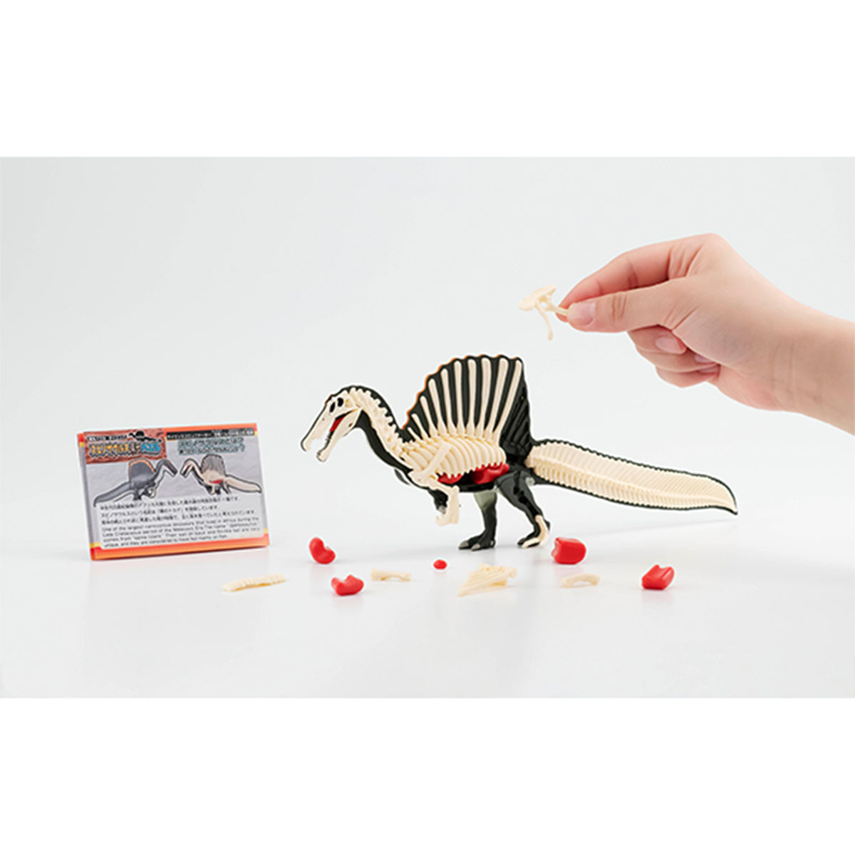 [解體拼圖][遠古系列]棘龍