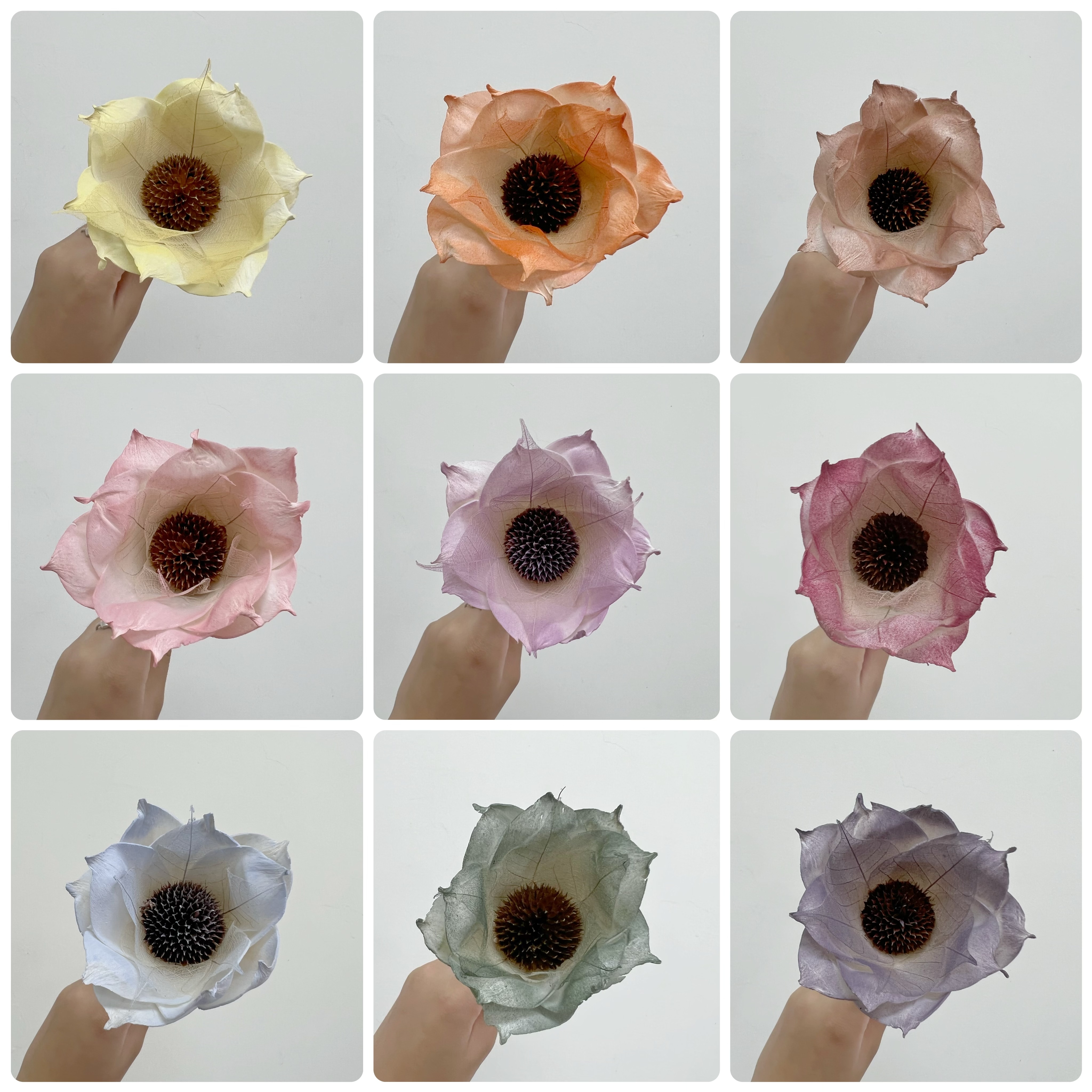 泰國索拉花 葉脈梔子花 6CM <十支一把> (高品質)