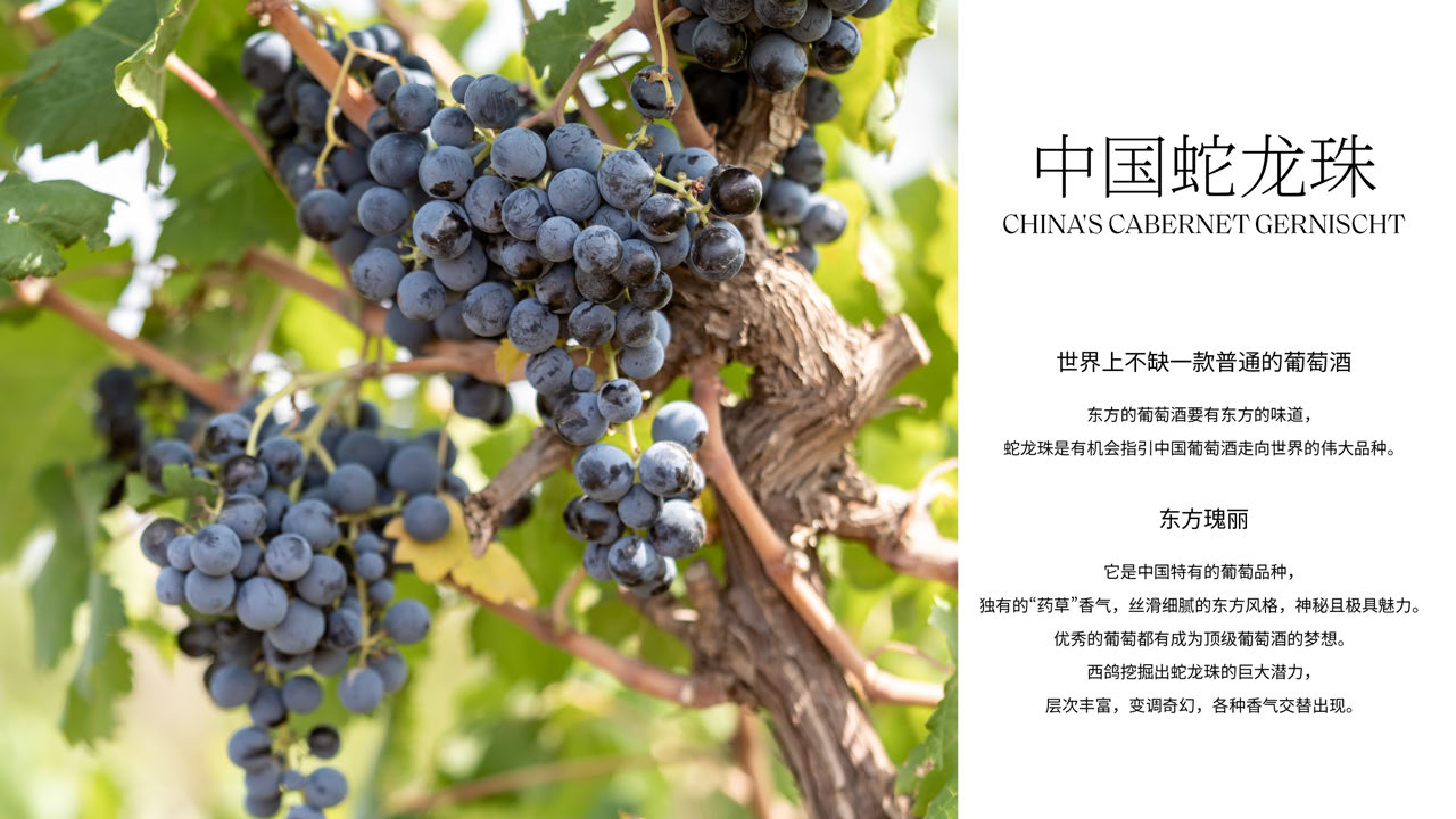 #西鴿酒莊 #火火Netshop #火火國際 #玉鴿 #紅酒 #餐酒 #xigeestate #wineofchina #滕上滕 #X糸列 #蛇龍珠 #赤霞珠 #白洒 #N609 #N50 #N28 #霞多麗 #馬瑟蘭 #馬爾貝克 #龍年 #禮盒