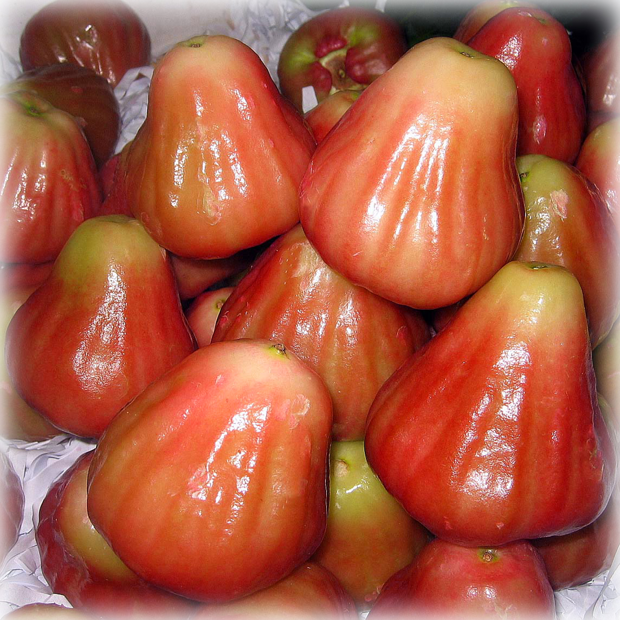 果樹苗黑金剛蓮霧Wax Apple